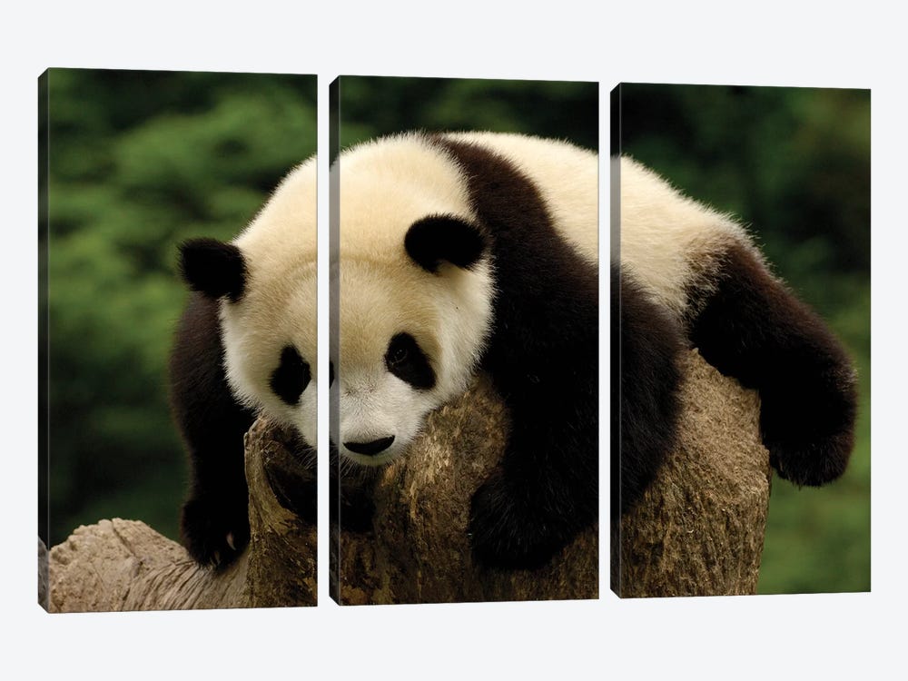 Giant Panda Baby, Conservation And Research Center For The Giant Panda, Wolong Reserve, Sichuan Province, China by Pete Oxford 3-piece Canvas Art