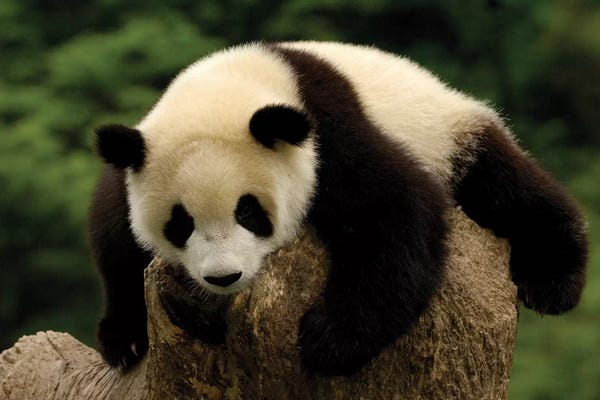 Pete Oxford: Giant Panda Baby, Conservation And Research Center For The Giant Panda, Wolong Reserve, Sichuan Province, China by Pete Oxford