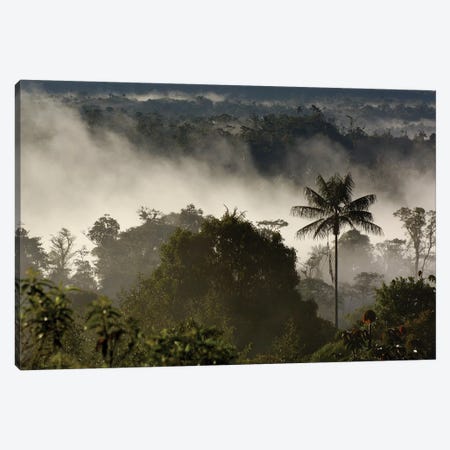 Cloud Forest Vegetation In Mist, Western Slope Of The Andes Mountains, San Isidro Cloud Forest, Ecuador Canvas Print #POX7} by Pete Oxford Canvas Print