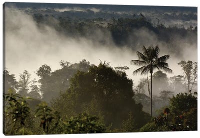 Cloud Forest Vegetation In Mist, Western Slope Of The Andes Mountains, San Isidro Cloud Forest, Ecuador Canvas Art Print - Pete Oxford