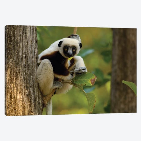 Coquerel's Sifaka Western Deciduous Forest, Ankarafantsika Strict Nature Reserve, Madagascar Canvas Print #POX8} by Pete Oxford Canvas Artwork