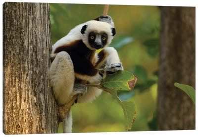 Coquerel's Sifaka Western Deciduous Forest, Ankarafantsika Strict Nature Reserve, Madagascar Canvas Art Print - Pete Oxford