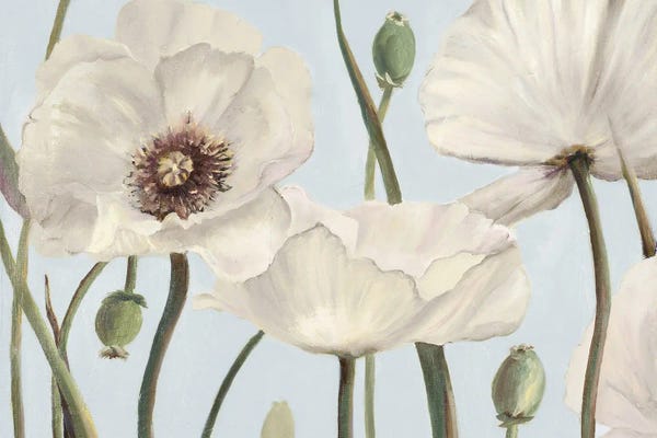 White Poppies I