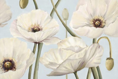 Patricia Pinto - Framed Fine Art Prints: White Poppies II by Patricia Pinto