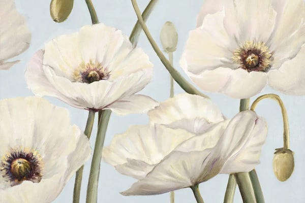 White Poppies II