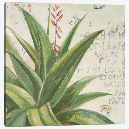 Aloe II Canvas Print #PPI14} by Patricia Pinto Art Print