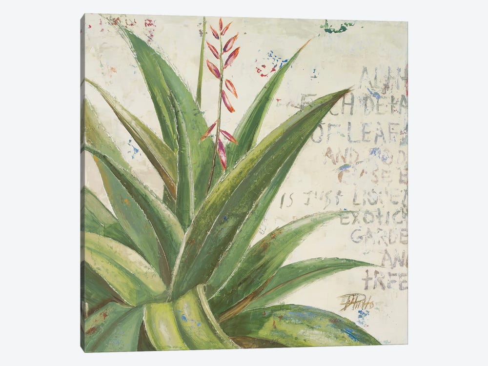 Aloe II by Patricia Pinto 1-piece Canvas Art Print