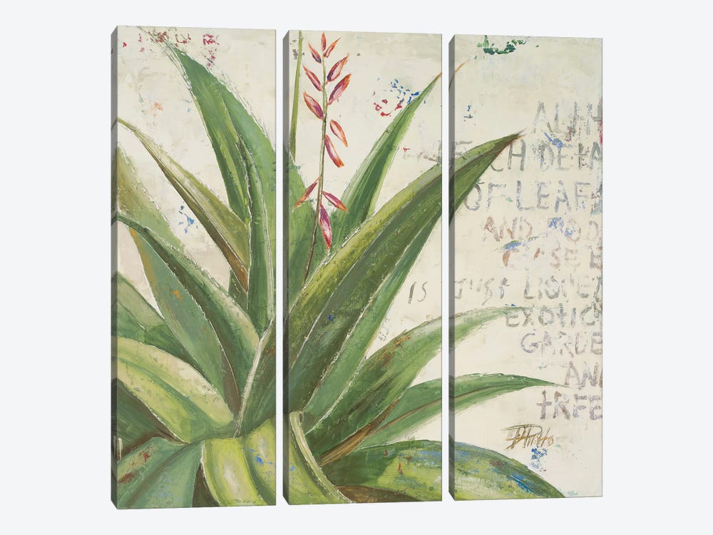 Aloe II by Patricia Pinto 3-piece Canvas Print