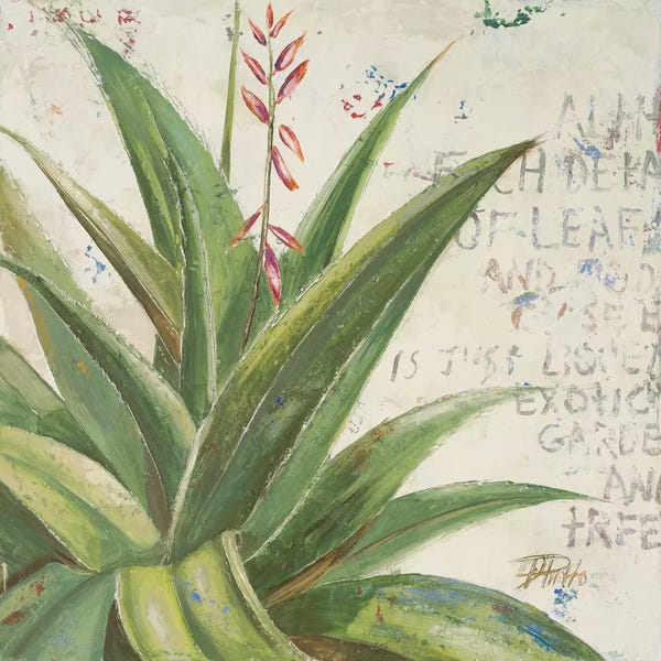 Patricia Pinto: Aloe II by Patricia Pinto