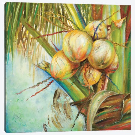 Patricia's Coconuts II Canvas Print #PPI227} by Patricia Pinto Canvas Print