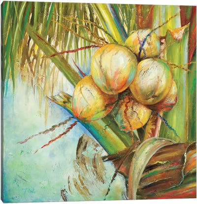 Patricia's Coconuts II Canvas Art Print - Patricia Pinto