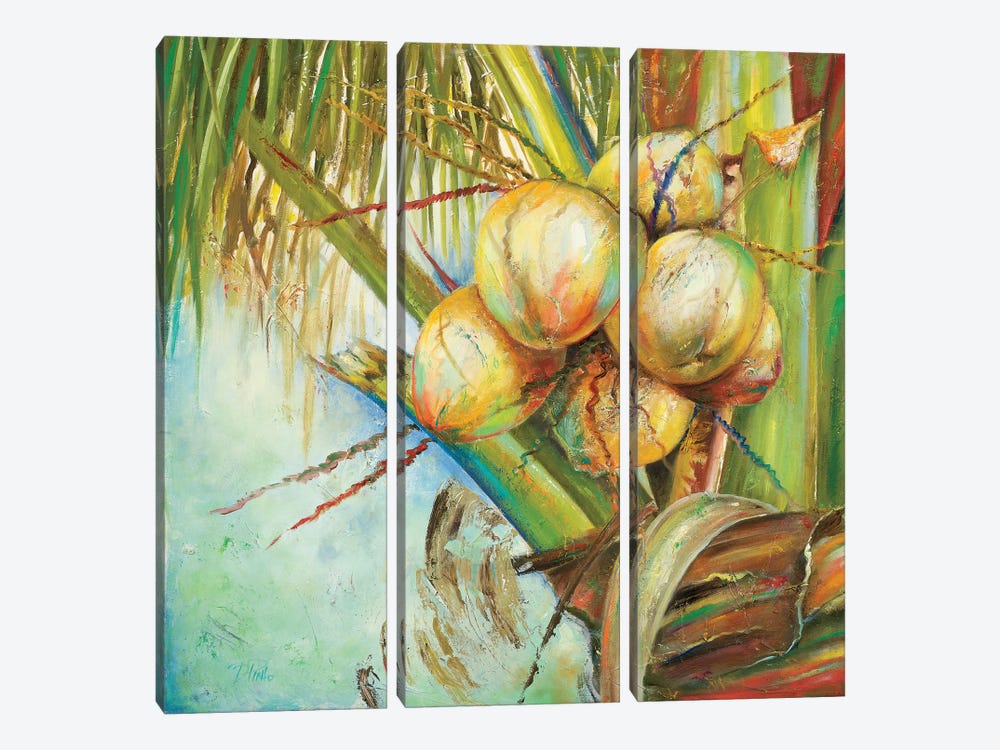 Patricia's Coconuts II by Patricia Pinto 3-piece Art Print