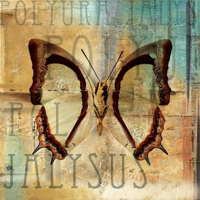 Polyurabutterfly II by Patricia Pinto canvas print