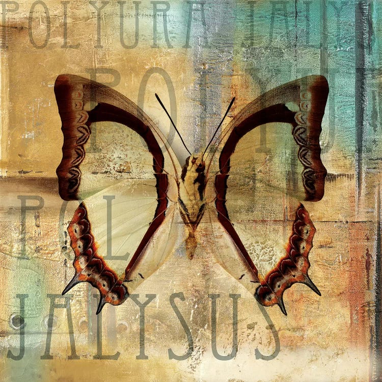 Polyurabutterfly II by Patricia Pinto wall art