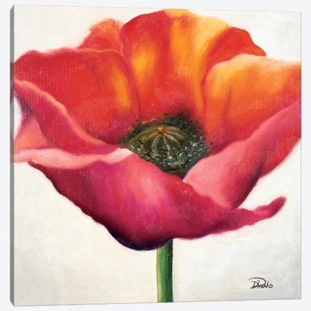 Poppy Flower I Canvas Print #PPI239} by Patricia Pinto Art Print