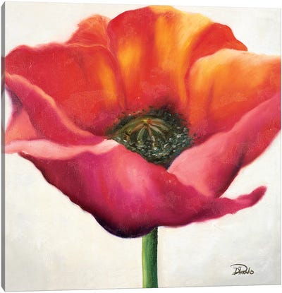 Poppy Flower I Canvas Art Print - Patricia Pinto
