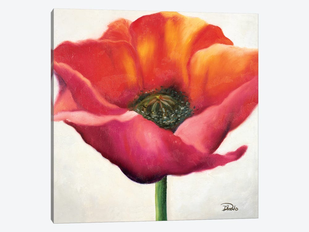 Poppy Flower I by Patricia Pinto 1-piece Canvas Artwork