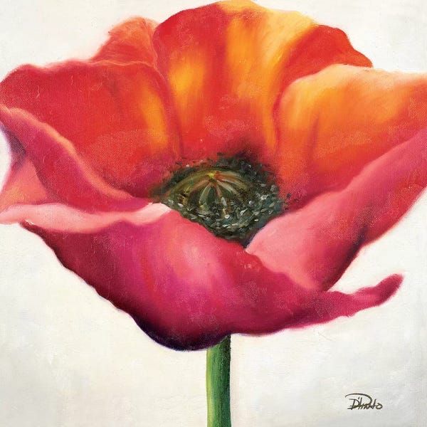 Patricia Pinto: Poppy Flower I by Patricia Pinto