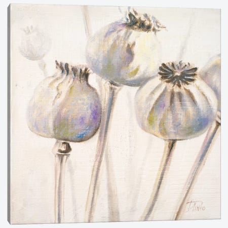 Poppy Seeds I Canvas Print #PPI240} by Patricia Pinto Canvas Art