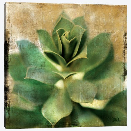 Succulent I Canvas Print #PPI281} by Patricia Pinto Canvas Artwork