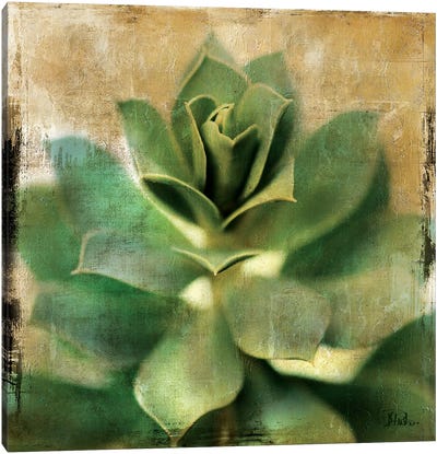 Succulent I Canvas Art Print - Patricia Pinto