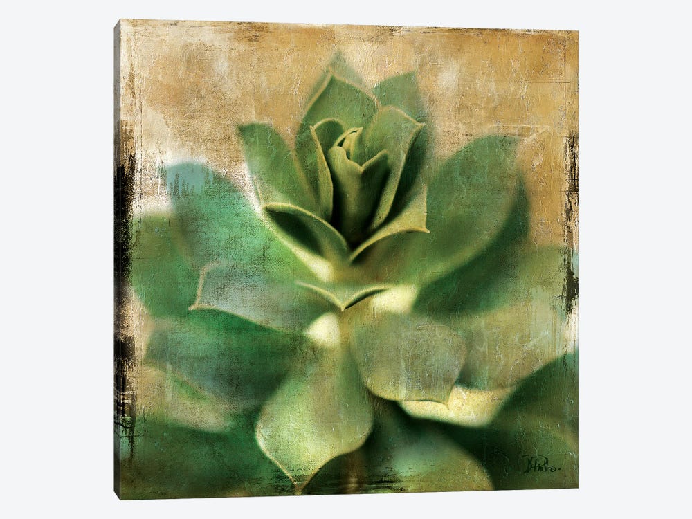 Succulent I by Patricia Pinto 1-piece Canvas Print