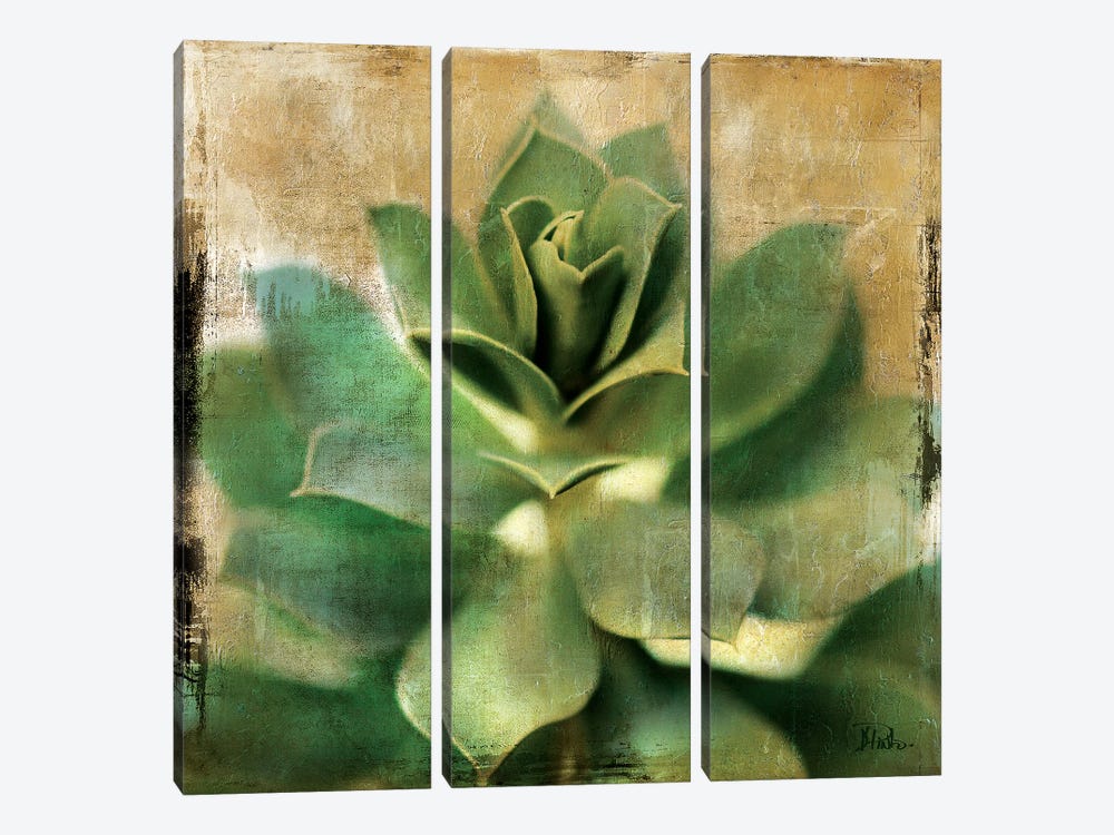 Succulent I by Patricia Pinto 3-piece Art Print