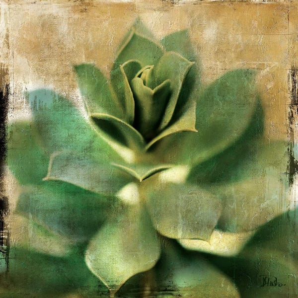 Patricia Pinto: Succulent I by Patricia Pinto
