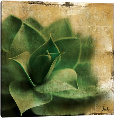 Succulent II Canvas Art Print - Patricia Pinto