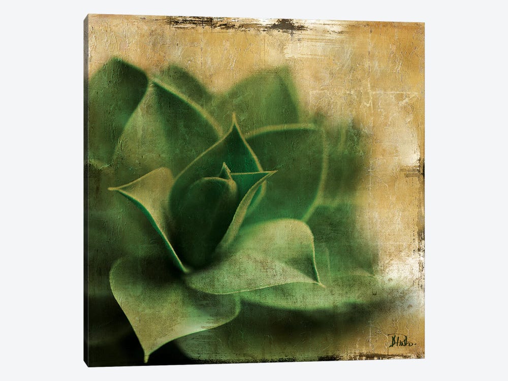 Succulent II by Patricia Pinto 1-piece Canvas Wall Art