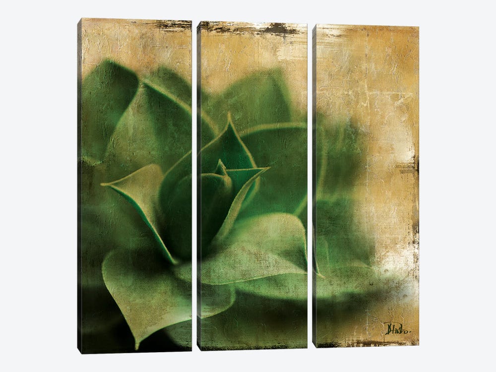 Succulent II by Patricia Pinto 3-piece Canvas Artwork