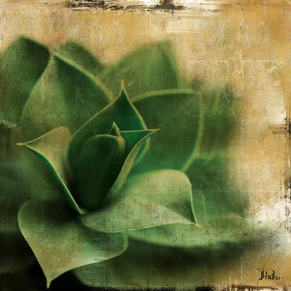 Patricia Pinto: Succulent II by Patricia Pinto