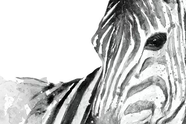 Patricia Pinto: Zebra Gaze by Patricia Pinto