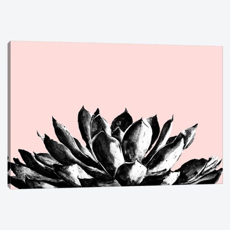 Agave On Blush Canvas Print #PPI372} by Patricia Pinto Canvas Artwork