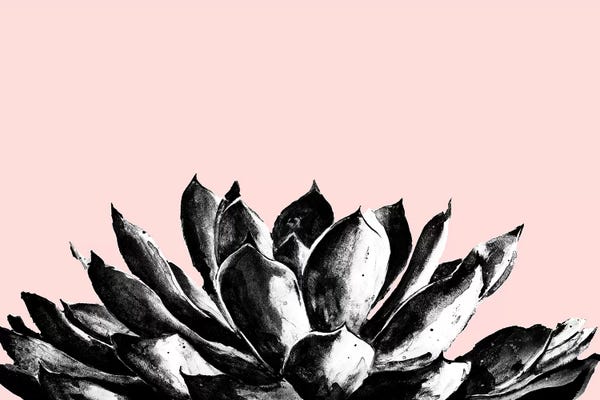 Succulents: Agave On Blush by Patricia Pinto
