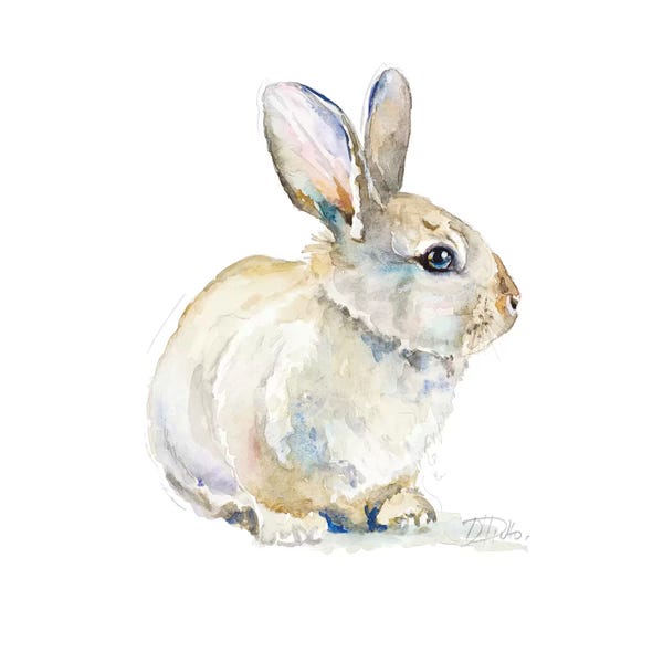 Baby Rabbit