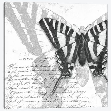 Butterflies Studies II Canvas Print #PPI407} by Patricia Pinto Canvas Art Print