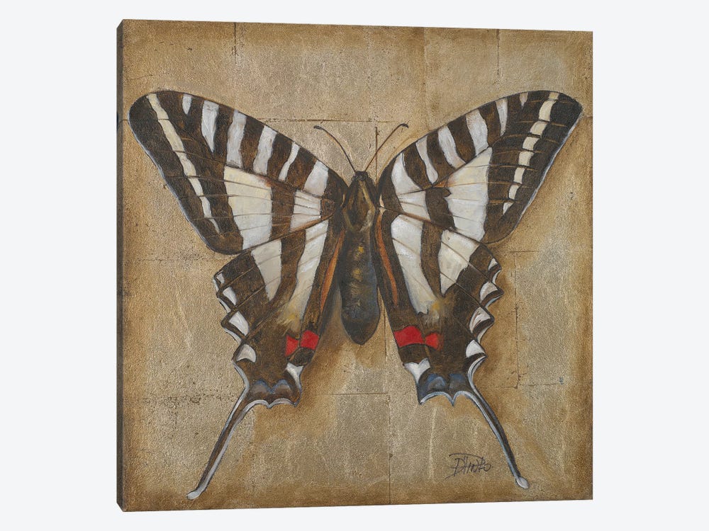 Butterfly I by Patricia Pinto 1-piece Canvas Art