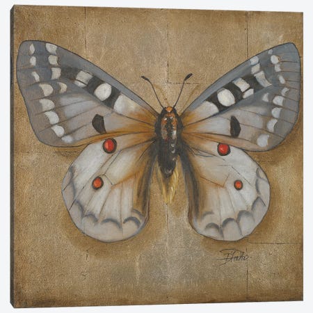 Butterfly II Canvas Print #PPI409} by Patricia Pinto Canvas Wall Art