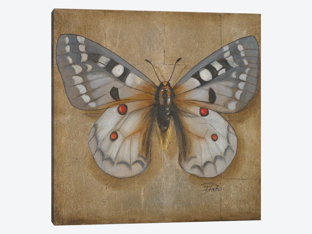 Butterfly II by Patricia Pinto 1-piece Canvas Art Print