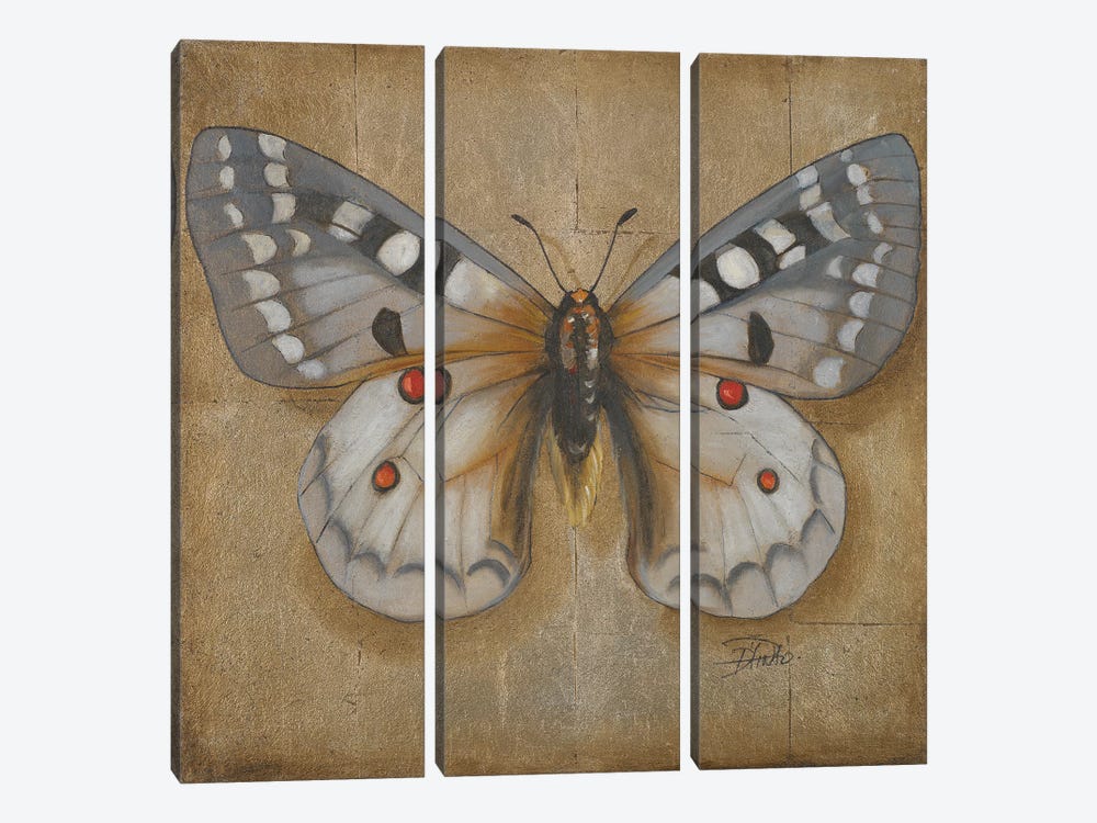 Butterfly II by Patricia Pinto 3-piece Canvas Print