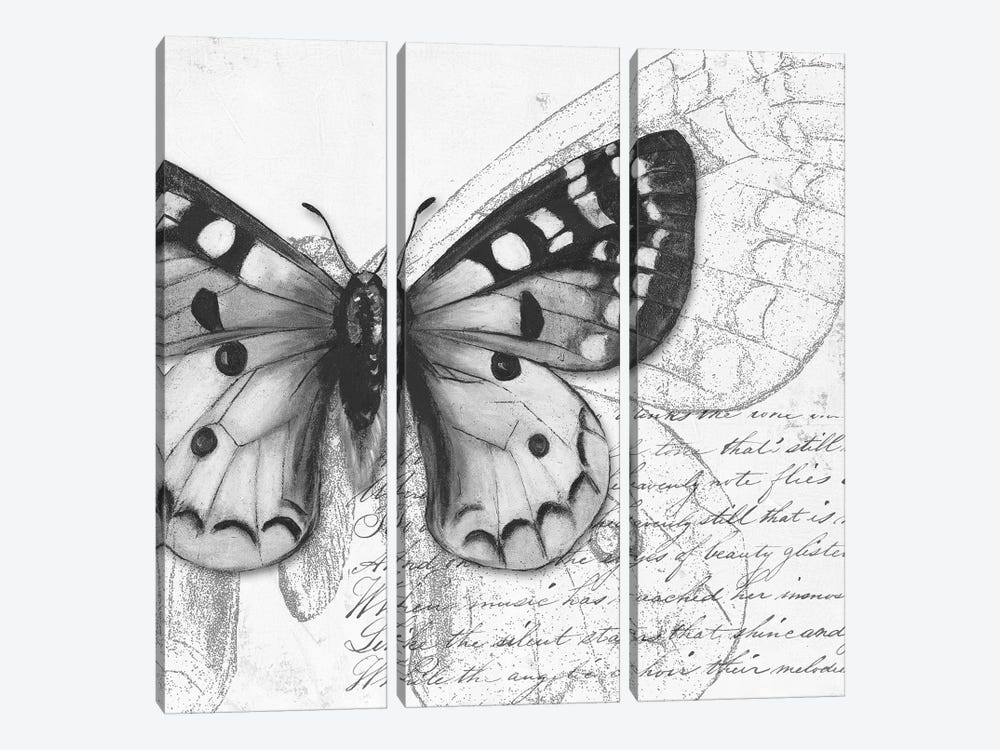 Butterfly Studies I by Patricia Pinto 3-piece Canvas Art Print