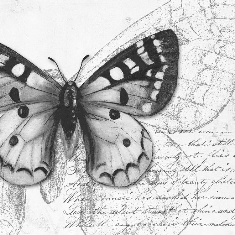Butterfly Studies I by Patricia Pinto wall art