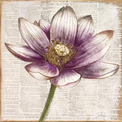 Defined Lotus II by Patricia Pinto framed wall art