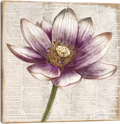 Defined Lotus II Canvas Art Print - Patricia Pinto