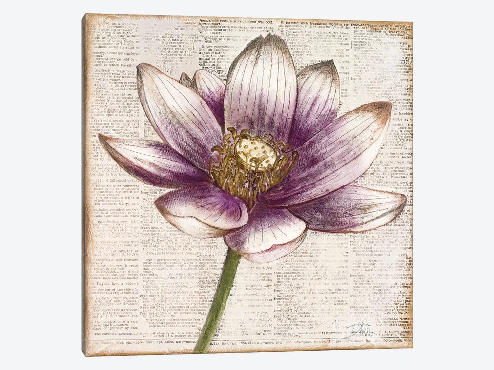 Defined Lotus II by Patricia Pinto 1-piece Canvas Art Print