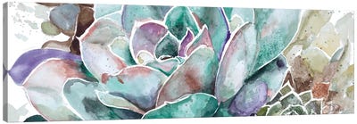 Desert Flower Canvas Art Print - Patricia Pinto