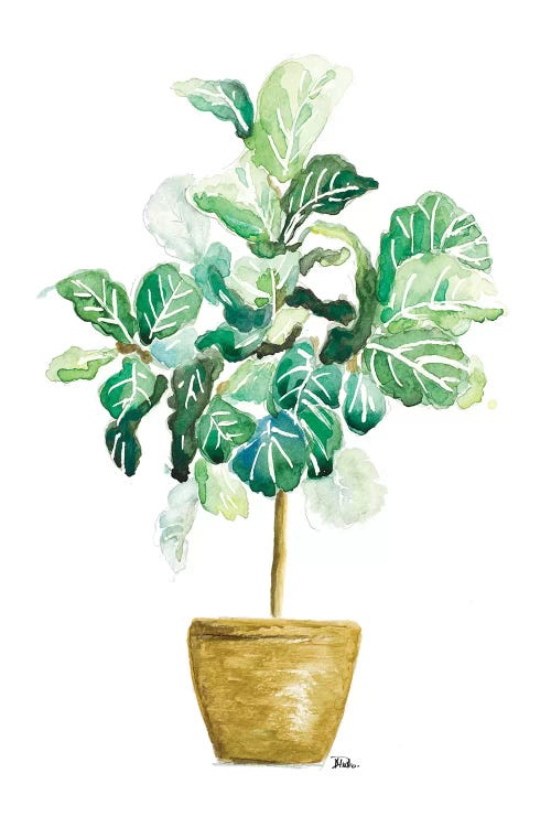 Fig Plant by Patricia Pinto wall art