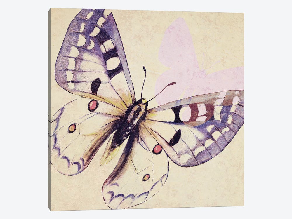 Lavender Butterfly On Cream by Patricia Pinto 1-piece Canvas Wall Art