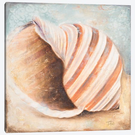 Seashell Collection I Canvas Print #PPI541} by Patricia Pinto Art Print